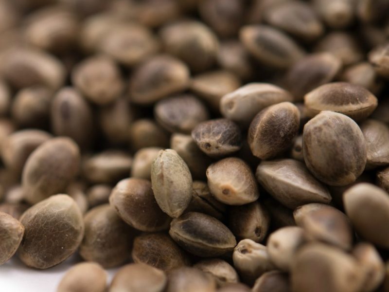 Whole hemp seeds, close up
