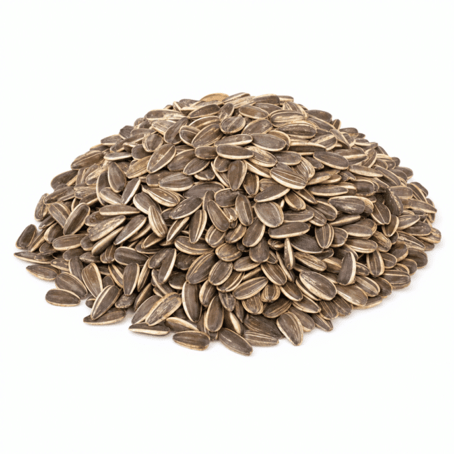 Jumbo In-Shell Sunflower Seeds | Lightly Sea Salted