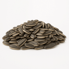 Jumbo In-Shell Sunflower Seeds | Raw